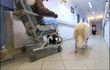 Waremme : deux chiens à l'hôpital 